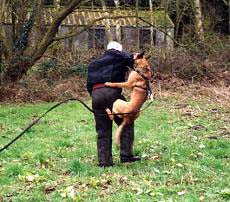 Câine polițist anti-efracție abuzat de un român la St. Pölten. Românul a primit 10 luni de închisoare
