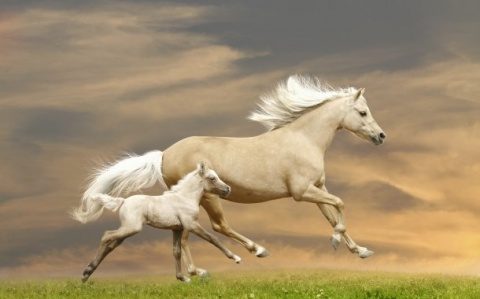 Poemul Zilei: Aleargă caii toamna