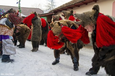 umblatul-cu-ursul
