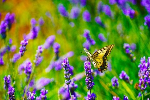 Poemul Zilei: Fluturele