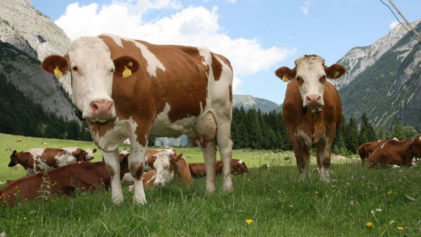Bill Gates investește 12 milioane de dolari pentru reducerea emisiilor de gaze ale cirezilor de vaci