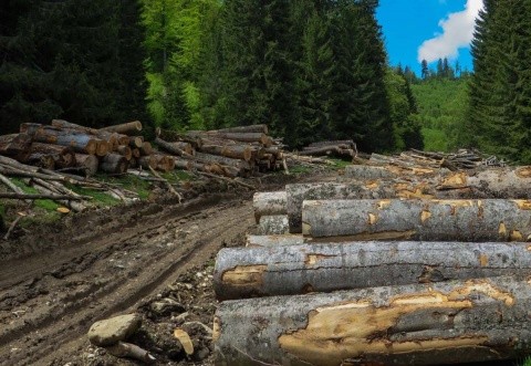 Cum ne fură Austria pădurile! Peleți din pădurea virgină?