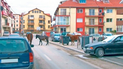 Organizația PC a celei mai mari comune din țară, Florești (jud. Cluj), a demisionat în bloc și a trecut la PPU