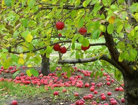 Poemul Zilei: Amintirile soarelui