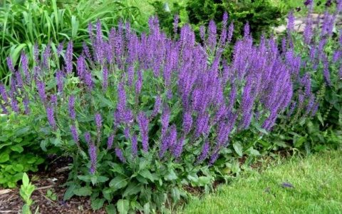 Salvia, planta care tratează și vindecă zeci de boli