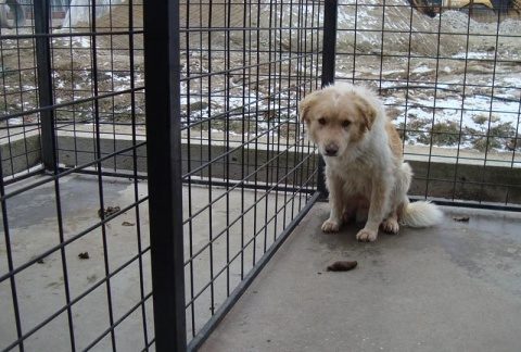 Fals medic veterinar, acuzat de mutilarea unor animale, la Cluj-Napoca