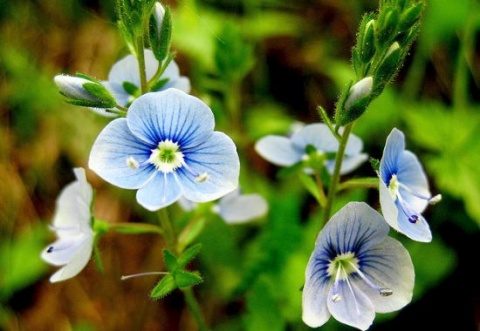 Ventrilica, planta care vindecă ”toate relele”