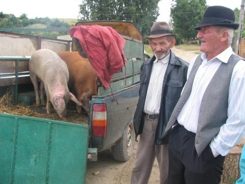 Creșterea porcilor ar putea fi interzisă în gospodăriile din România?