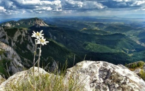 Poemul Zilei: Floare de colţ