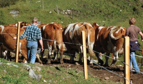 Noua Zeelandă a dezvăluit un plan de taxare a emisiilor ovinelor și bovinelor