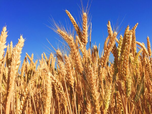 Fermierii români sunt afectați dur de cerealele importate din Ucraina