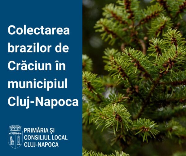 Primăria Cluj-Napoca: Până în 15 ianuarie brazii de Crăciun vor fi ridicați gratuit de la punctele gospodărești