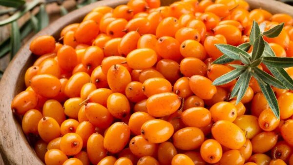 Cătina – Planta românească unică în lume, cu beneficii uimitoare miraculoase