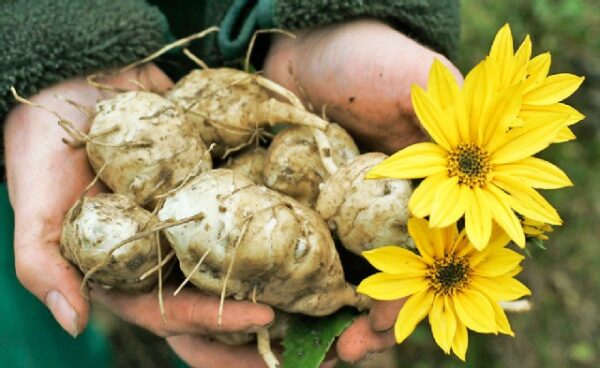Topinambur, o legumă care face furori printre consumatorii români. Nu mai îți este foame