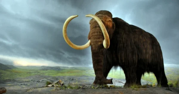 Cercetătorii ruși vor să readucă la viață o specie necunoscută după 8000 de ani. Bizonul siberian