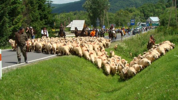 Transhumanța – obiceiul ciobanilor din țara noastră a intrat în patrimoniul UNESCO. Miorița face istorie