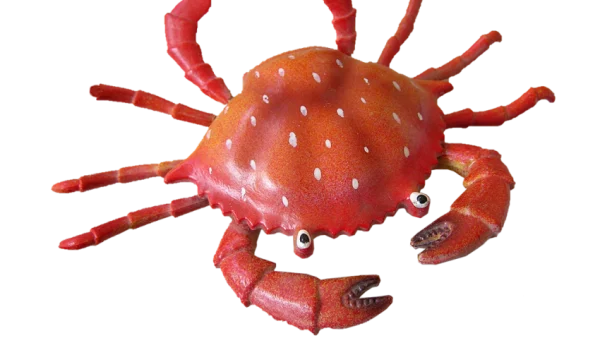 S-a descoperit o nouă specie de crabi înotători. Dumnezeu s-a gândit la toate