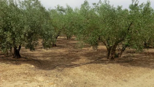 Schimbările climatice și sărăcia au făcut ca Ungaria lui Orban să cultive măslini spanioli