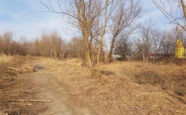 Defrișare de copaci în Parcul Est