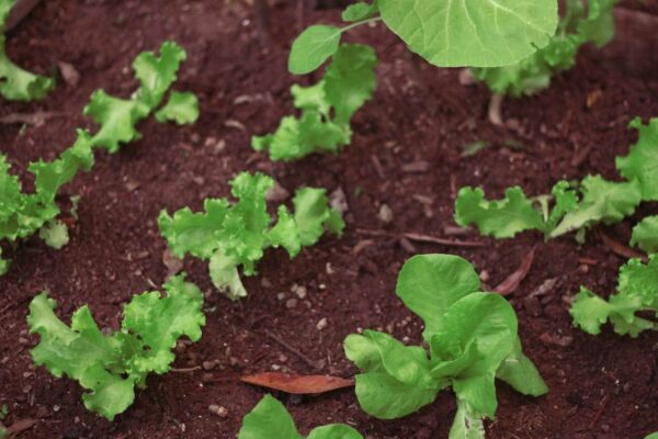 Beneficiile utilizării fungicidelor ecologice în grădina ta