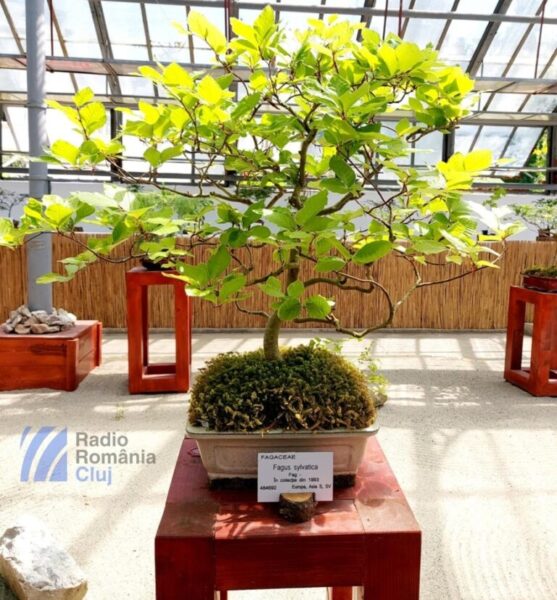 Bonsai cu povești unice, de admirat la Grădina Botanică