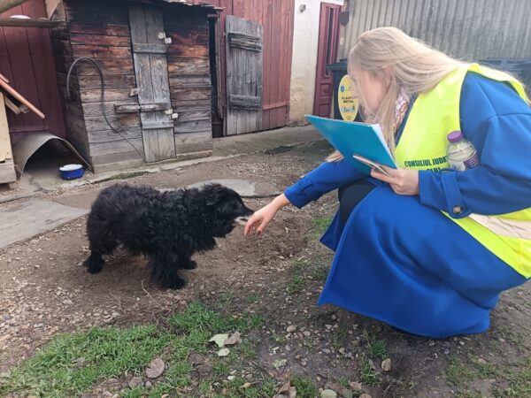 Mobilizare în teren pentru gestionarea responsabilă a populației canine din județul Cluj. Prima etapă, în comuna Apahida