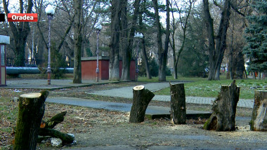 Noi pedepse pentru tăierile ilegale din orașe, Ce vor face edilii din Oradea?