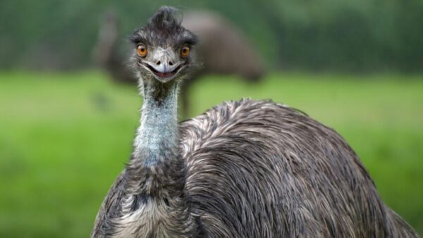 Când păsările au învins armata australiană: Povestea reală a Războiului EMU
