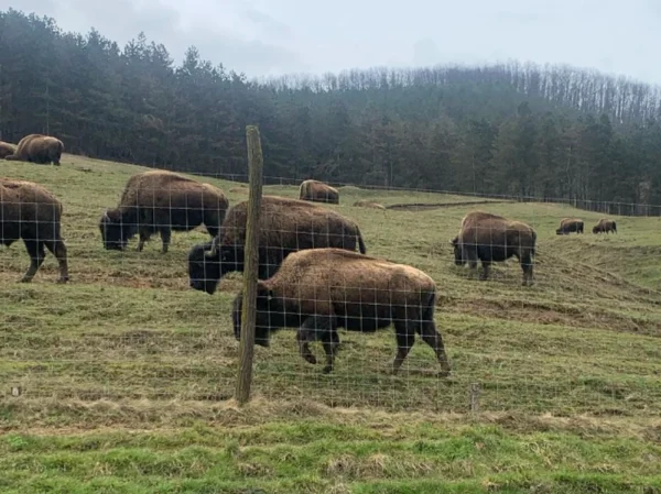 Noi descoperiri șocante la ferma din Recea Cristur, Cluj: încă 25 de animale găsite moarte
