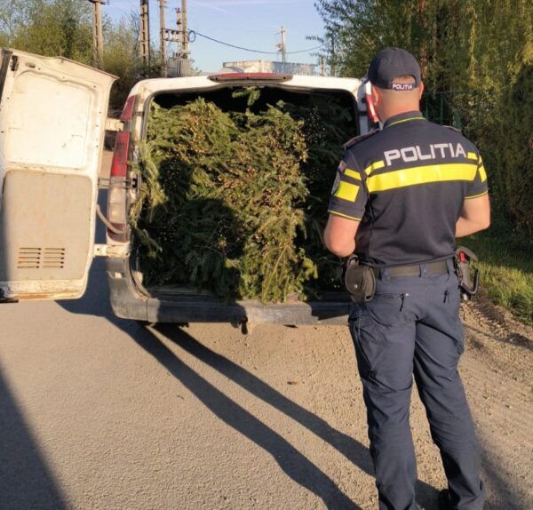 Clujean a fost prins de polițiști în timp ce transporta peste jumătate de tonă de cetină de brad