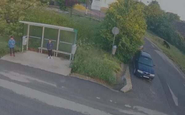 Un urs lângă stația de autobuz din Dezmir. Pericol