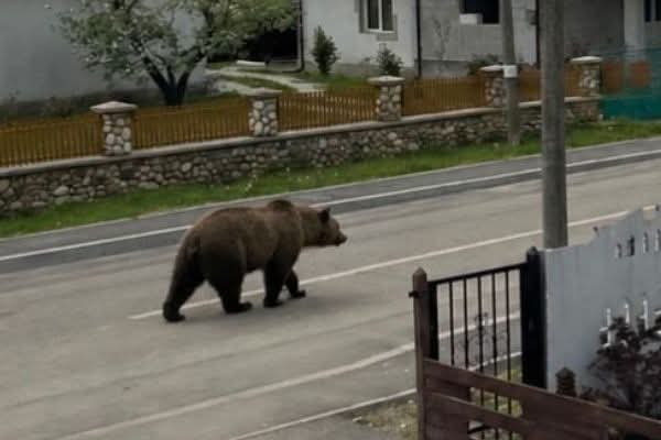 Iulian Capsali: Urșii un simptom al alienării