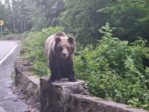 Urșii si dreptul de a purta arma de foc