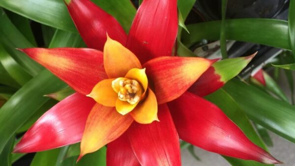 Bromelia – Plantă decorativă care cere puțin și oferă mult