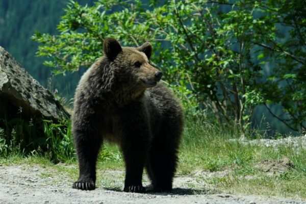 Ursul românesc fugărește turiștii polonezi prin Bucovina