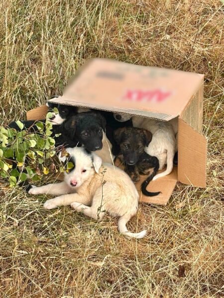 8 cățeluși au fost salvați la timp. Au fost abandonați într-o comună din Cluj