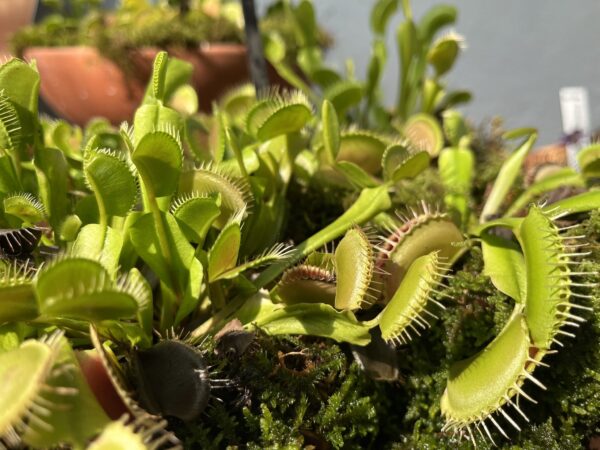 Expoziție de plante carnivore la Grădina Botanică din Cluj-Napoca. E deschisă până în 13 septembrie