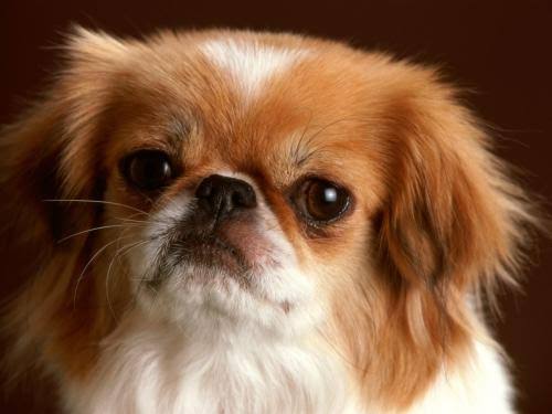 Cluj-Napoca face încă un pas spre primul cimitir pentru animale de companie