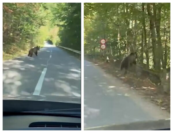  Urs văzut în zona „Coada lacului Tarnița”. Uau