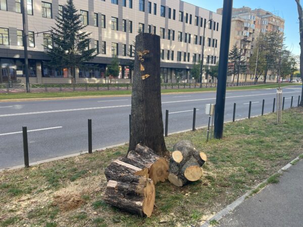 BOLOJAN a adus IADUL la Oradea în anul 2008: tăierea zilnică a arborilor – ca o AFACERE!