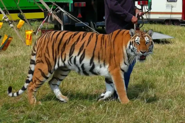 Ungaria spune ”NU” folosirii animalelor sălbatice în spectacolele de circ