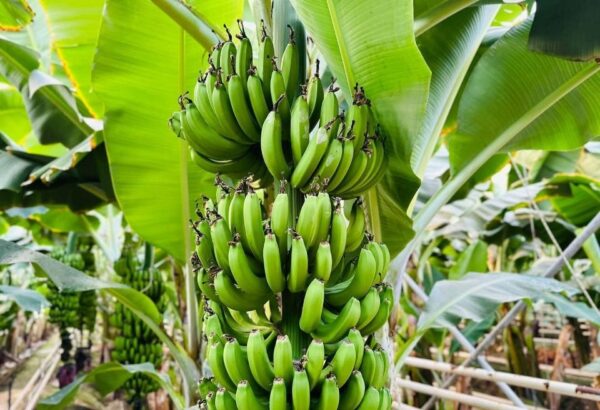 Fermierii francezi schimbă livezile tradiționale cu plantații tropicale de banane și papaya